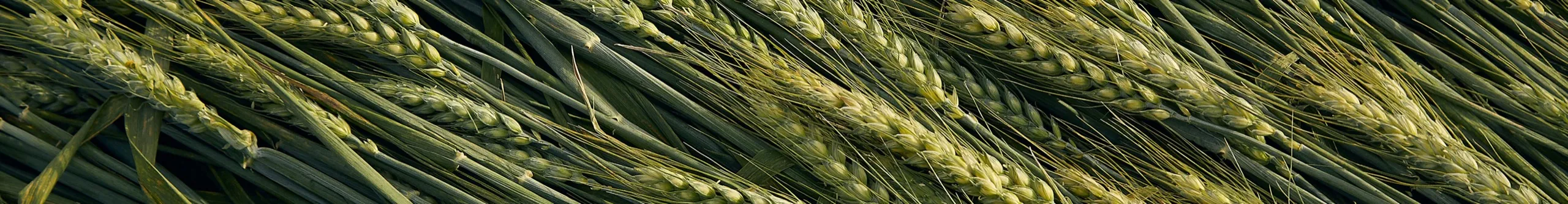 Grain