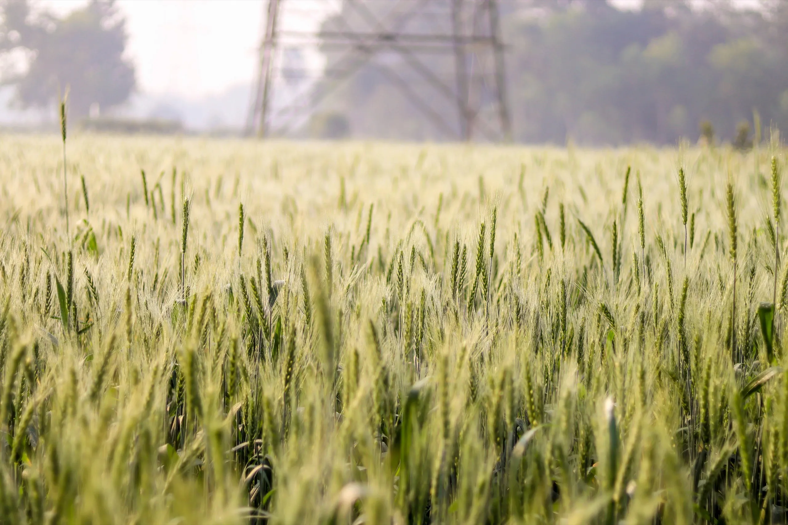 Region Grain Company AG Trading Department — export of grain crops