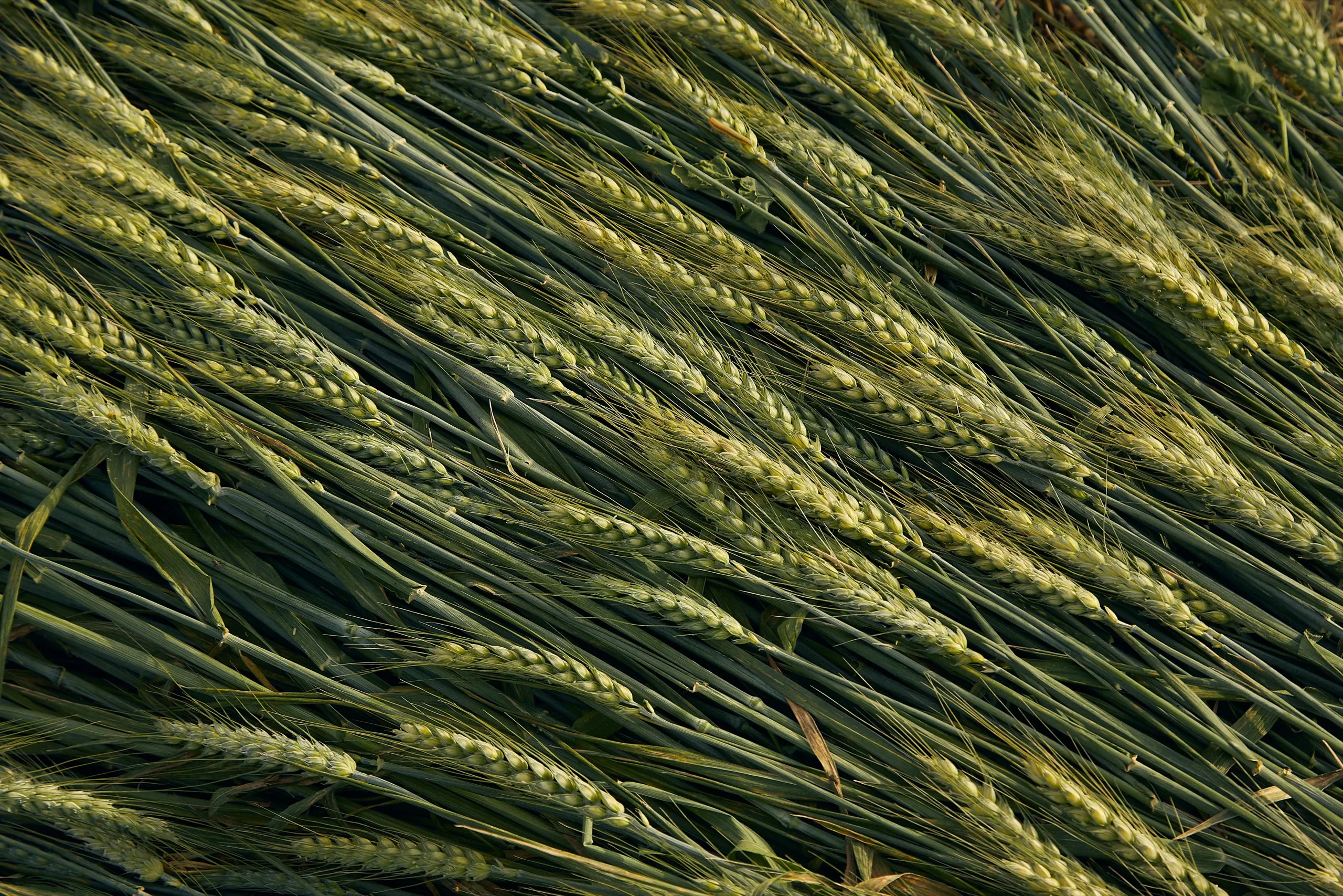 Logistics and Transport of Region Grain Company for grain transshipment and export
