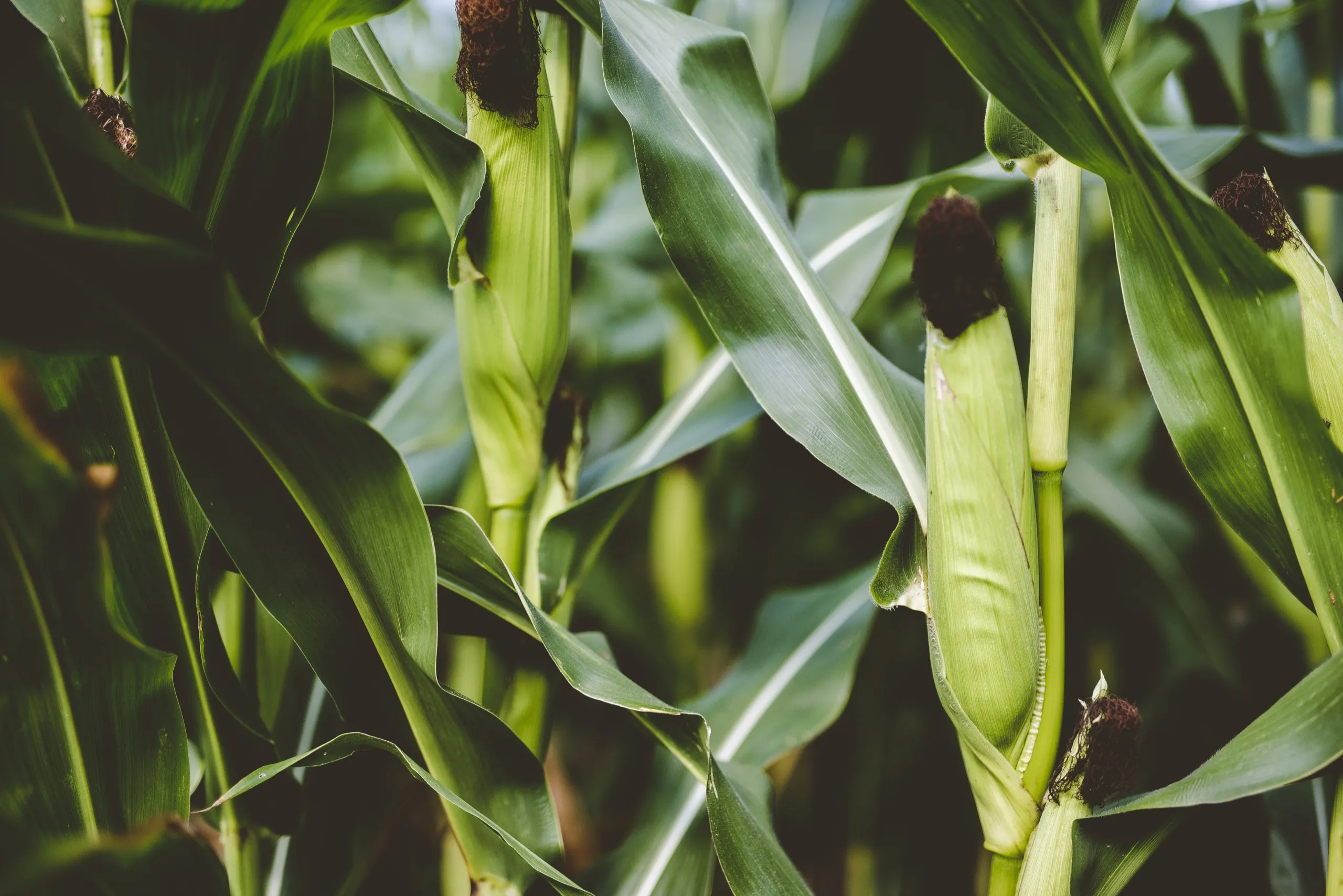 Corn trading by RGC