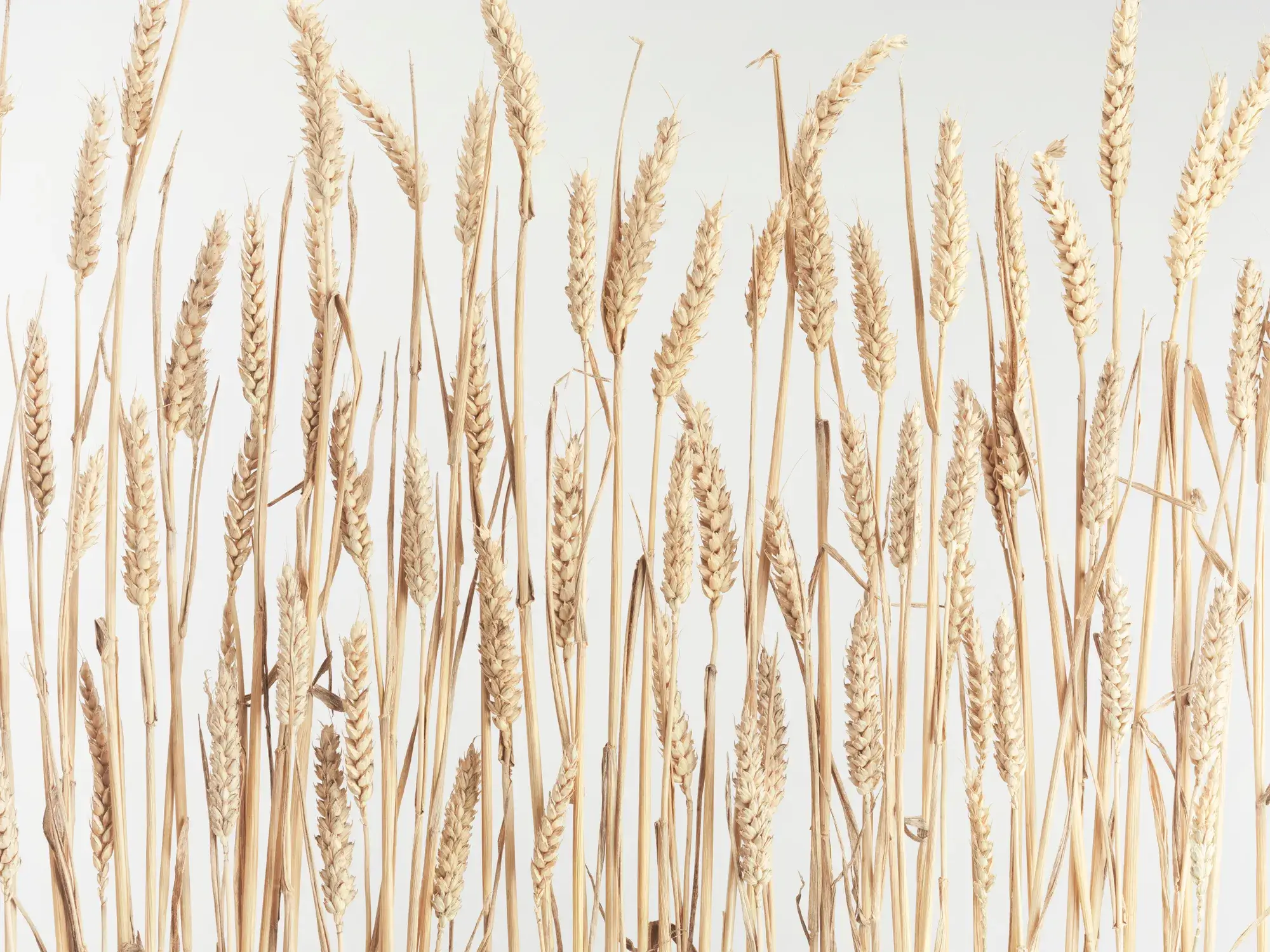 Region Grain Company AG — production, storage, and sale of grain crops