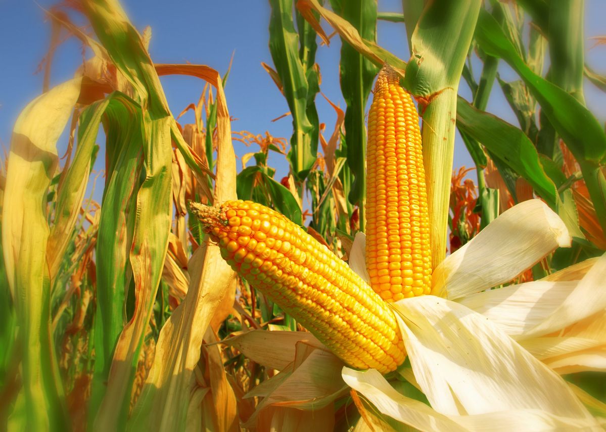 Thanks to Yuriy Drobiazko, we are learning how to grow corn — an agrarian from Odessa region
